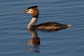 Gt Crested Grebe